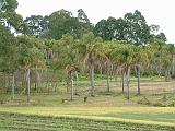 Cocos Palm plantation